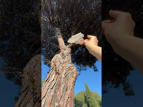 Manifesting Long term goals with 350 years old Pine Tree Guide #nature #reiki #manifestation