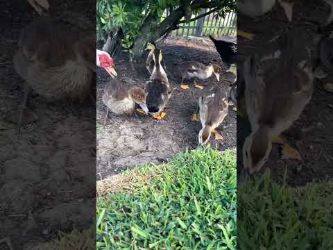 Ducklings❤️#ducks