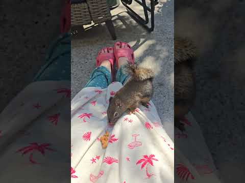 Scratching Tapping and a Squirrel | No Talking #asmr