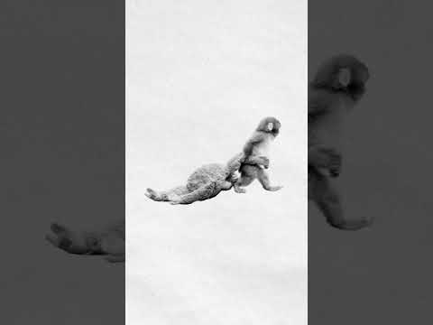 justice for punch the monkey
