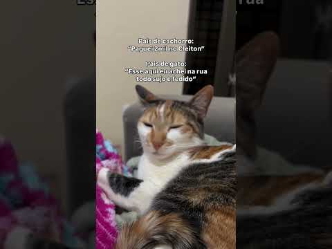 Pais de gato são os melhores! #cats #catlover #cutecat #funnycats #petlovers #catsoftiktok #meow