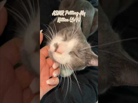 ASMR Petting My Kitten 🥹 #asmrvideos #asmrsound #shorts #tinglesasmr #asmr