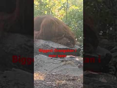 BIG ORANGUTAN #monkey #shortsfeed #shortvideo #shortviral #animals #naturelovers #subscribers