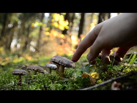 nature ASMR -  🍄 mushrooms and fallen leaves 🍄