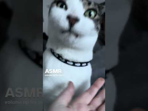 ASMR kitty medication time!!  #asmr #catpurring #asmrshorts #cat #asmrcat #catshorts #catvideos