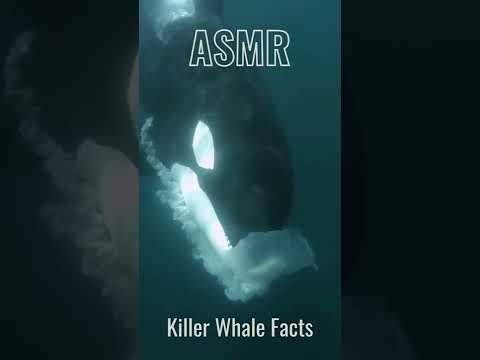 ASMR Facts | Killer Whale #shorts