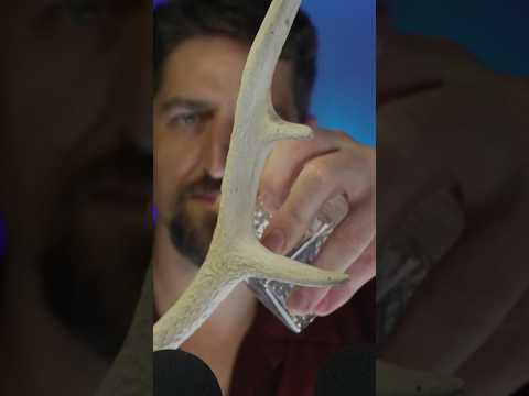 Antlers as an ASMR Trigger? #Binaural #Relaxing