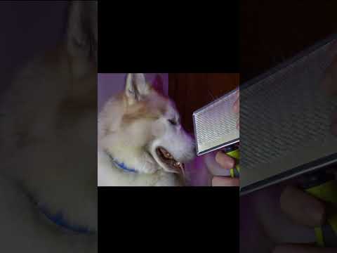 ASMR Con Mi Perro l Husky Siberiano l SeluAsmr !!!🐺 🐺 🐺