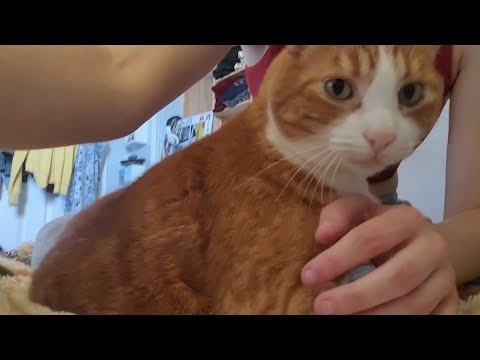 lofi orange kitty asmr (purring)