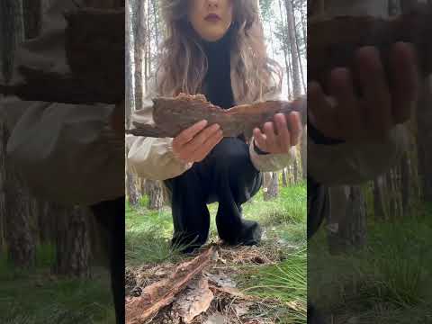 ASMR Лес🌳forest