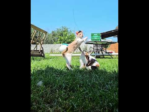 summer fun with Jaydyn and Spooks