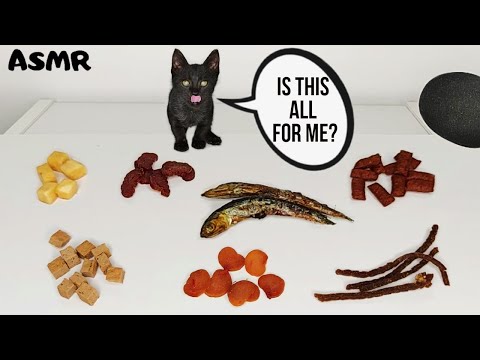 Kitten Eating Different Cat Foods ASMR