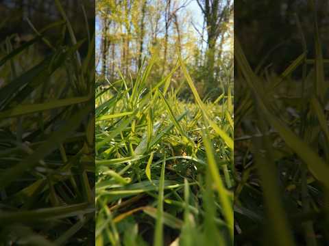 POV you shrink down into the grass #asmr #raeasmr #visualasmr #upclose #nature #natureasmr