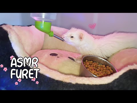 ASMR 🐾 mon FURET fait une dégustation bruits de bouche (FERRET MOUTH SOUNDS)