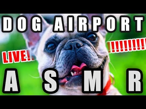 A Livestream for ASMR Previously Run by ASMattR of An Airport for Aliens Currently Run by Dogs