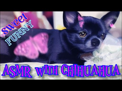 ASMR WITH CHIHUAHUA: funny little dog massage