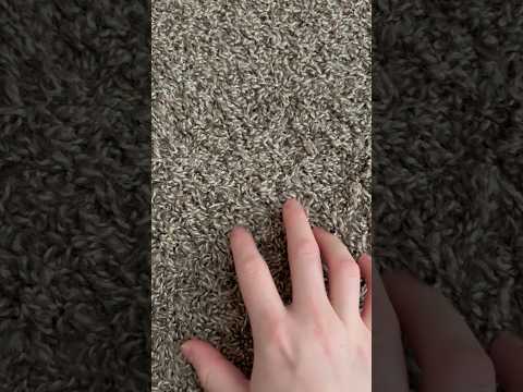 ASMR Carpet Scratching (No Talking) #ASMR #Shorts