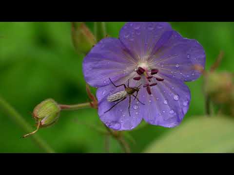 ASMR Nature Relaxation Meditation with birds singing