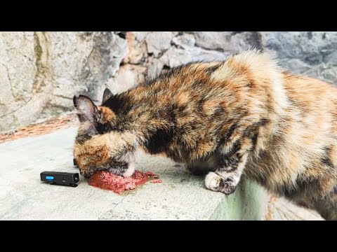 Hungry Stray Cat Eating Wet Food ASMR