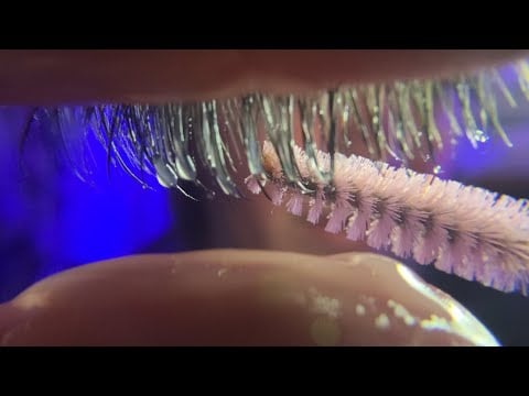 ASMR detailed eye cleaning for tingles 💤 