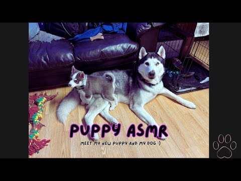 ASMR puppy (meet my new puppy)