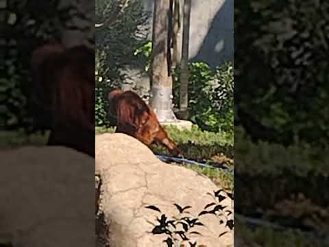 ORANGUTAN#shortsfeed #shortvideo #shortviral #animals #subscribers #america #monkey #denvercolorado