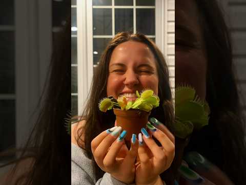 ASMR venus fly trap unboxing! I love my carnivorous plants, so im excited to share these w you! 🌱🪰