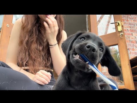 Trying ASMR with a Puppy! 🐶 (chaotic/fail)