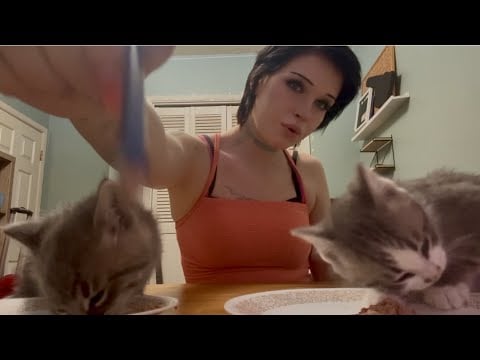 KITTEN EATING SOUNDS ASMR ✨- (meet my new kittens) 