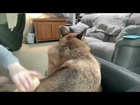 Dog brushing's