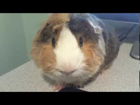 Abyssinian Guinea Pig  Is So Cute & Fluffy !