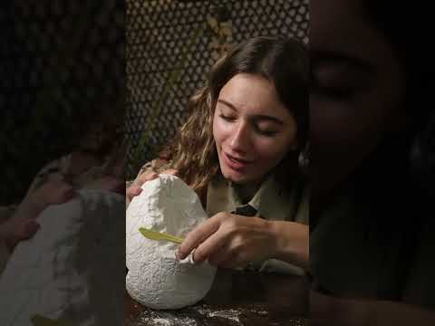 EXCAVATING MINI-DINOSAURS!