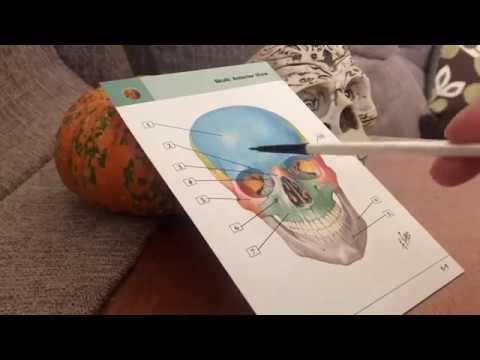 ASMR Español [Tracing]: Aprendiendo Anatomía Versión Halloween 🎃