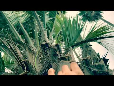 ASMR ~ Tapping and scratching on palm trees🌴🌴