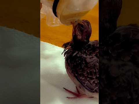 Feeding the baby dove. 🕊 He's  3 weeks old now. #birdsofyoutube #birds #babydove #dove