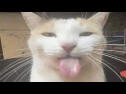 ASMR blooper ￼