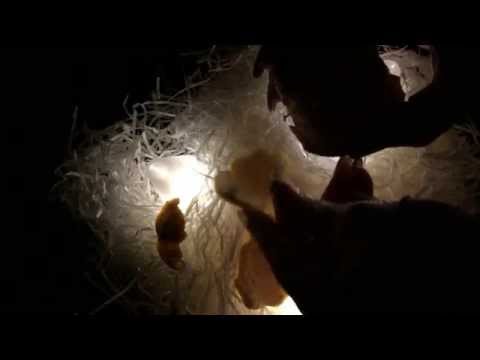 SHREDDED PAPER RUSTLE in the STORM   {{ ASMR }}