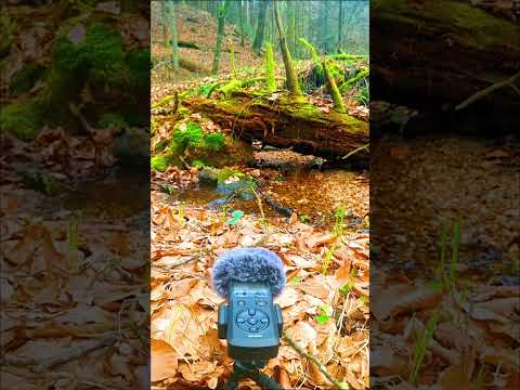 “Today I Recorded Pure Nature Sounds 🌿🎧”