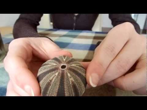 ASMR Soft Spoken - Show & Tell Shells, Pebbles & Blue Fan