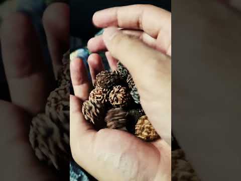 ASMR Rudraksha Sounds