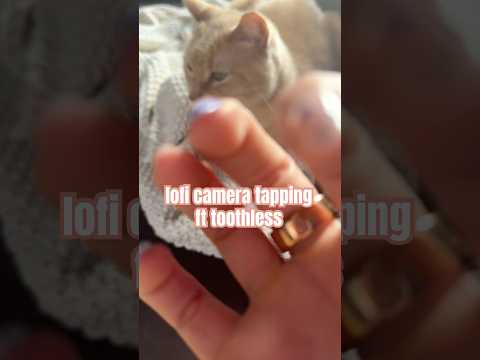 lofi camera tapping ❤️🫶 #asmr #cats #lofi #tapping