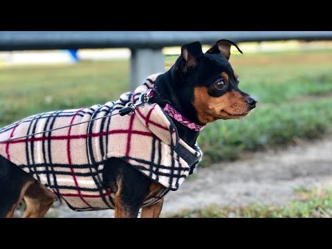 ASMR! At The Park! Quick Video!