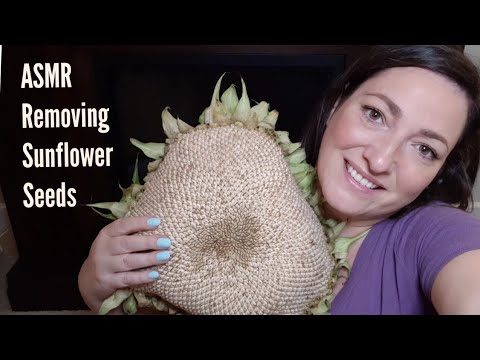 ASMR Removing Sunflower Seeds