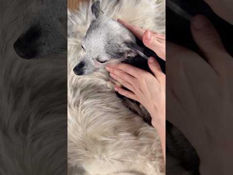 Cute dog falls asleep to ASMR 😴💤 #asmr #softspoken #dog #animal #cute