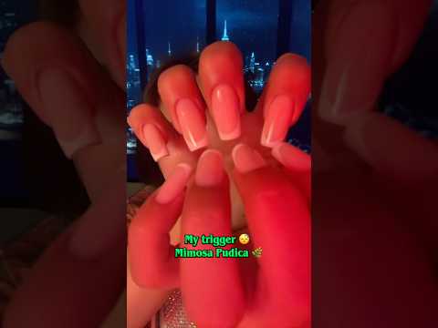 My trigger 😴 Mimosa Pudica 🌿 #asmr #hsyasmr #mimosapudica #mimosapudicaasmr #relax