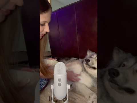 ASMR on my dog ☺️ #shorts