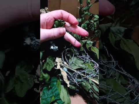 Crunching Dried 🌺 + 🌿 #relax #notalkingasmr #asmrlikeasandbox #crunchyasmr #flowers #leaves