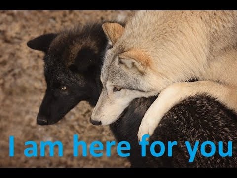 Personal support by the tingle wolf/furry asmr/wolfasmr