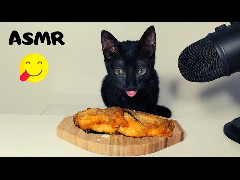 Kitten eating fish ASMR