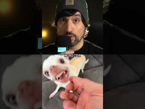 ¿Qué perro muerde MAS FUERTE?